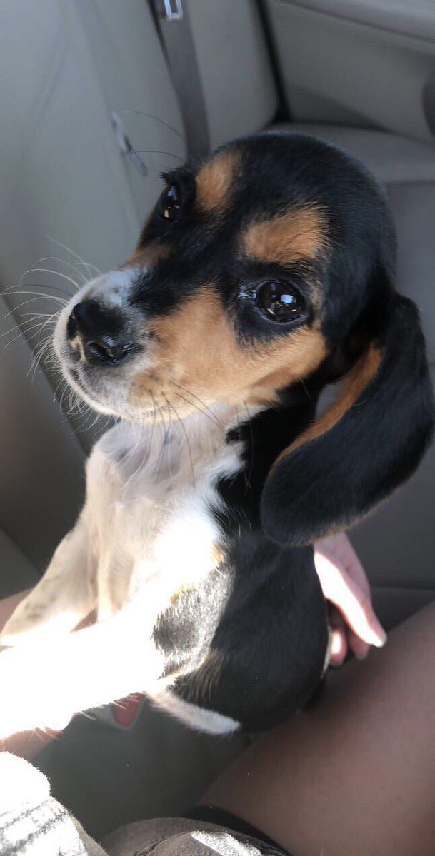 Lola Patolla tweet media