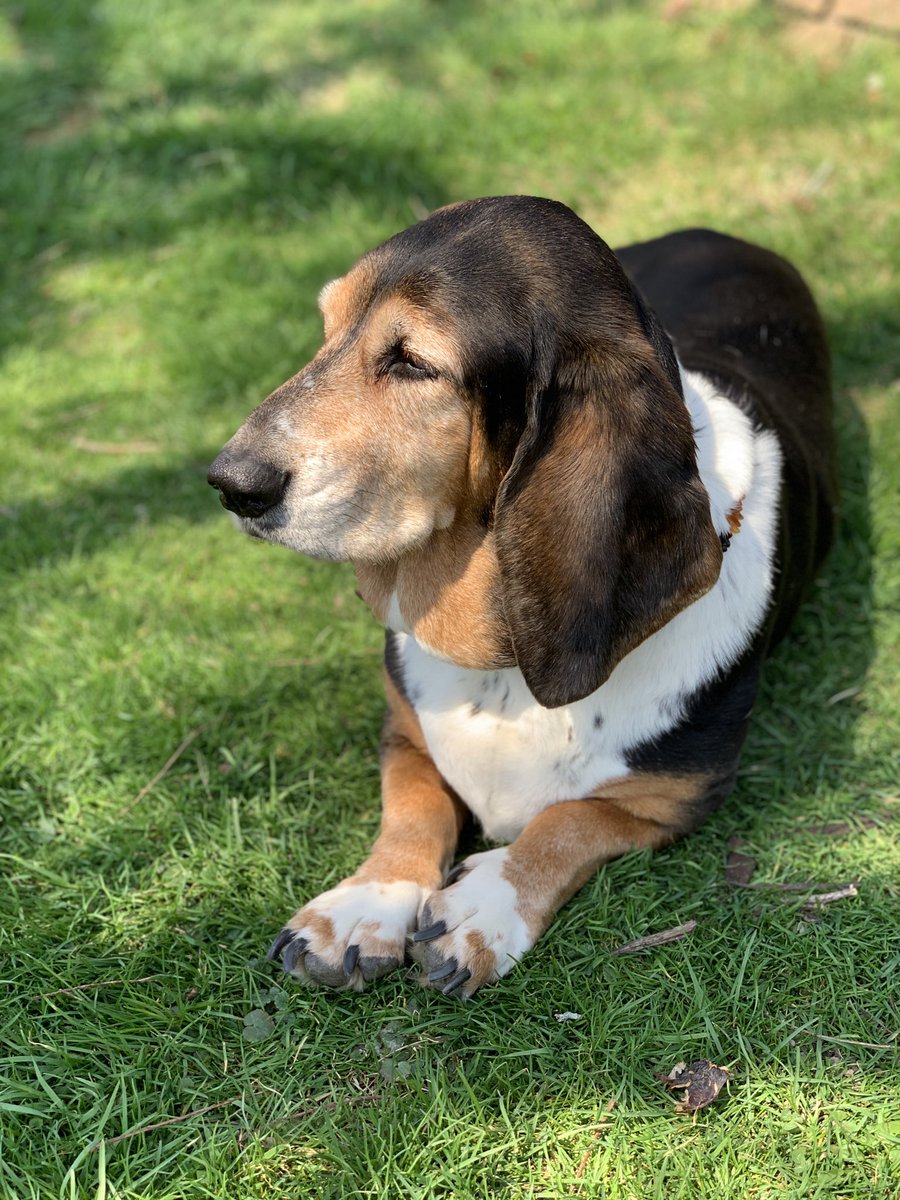 Live, Laugh, Bark tweet media