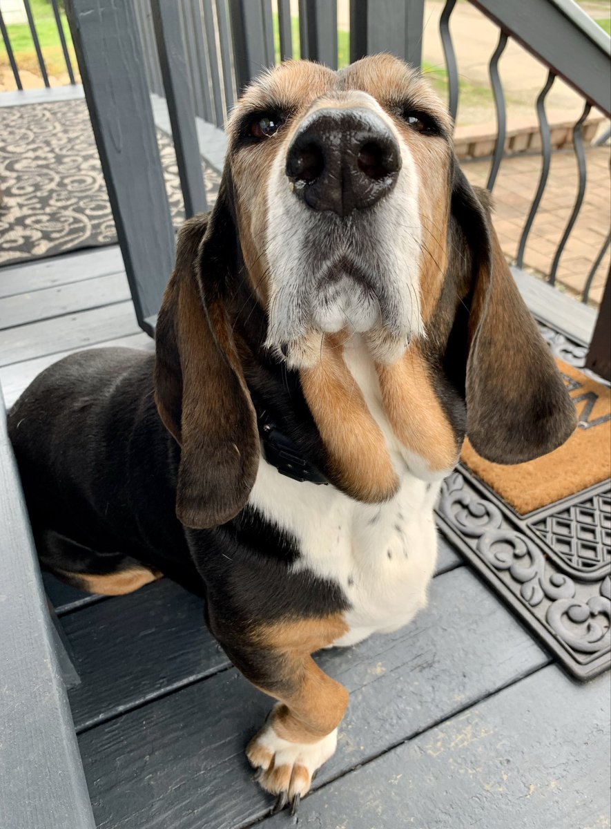 Live, Laugh, Bark tweet media