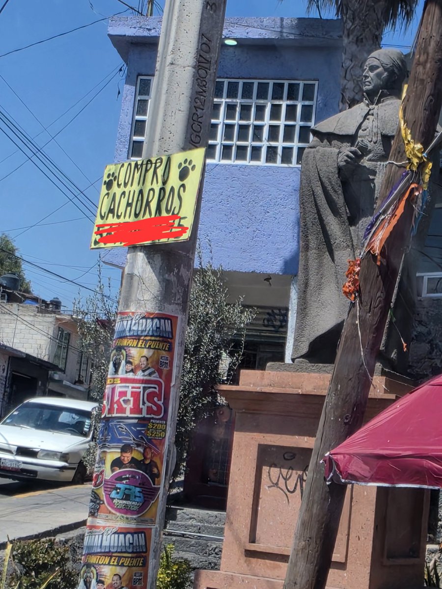 🐾🐾Gatitos a salvo🐾🐾 tweet media