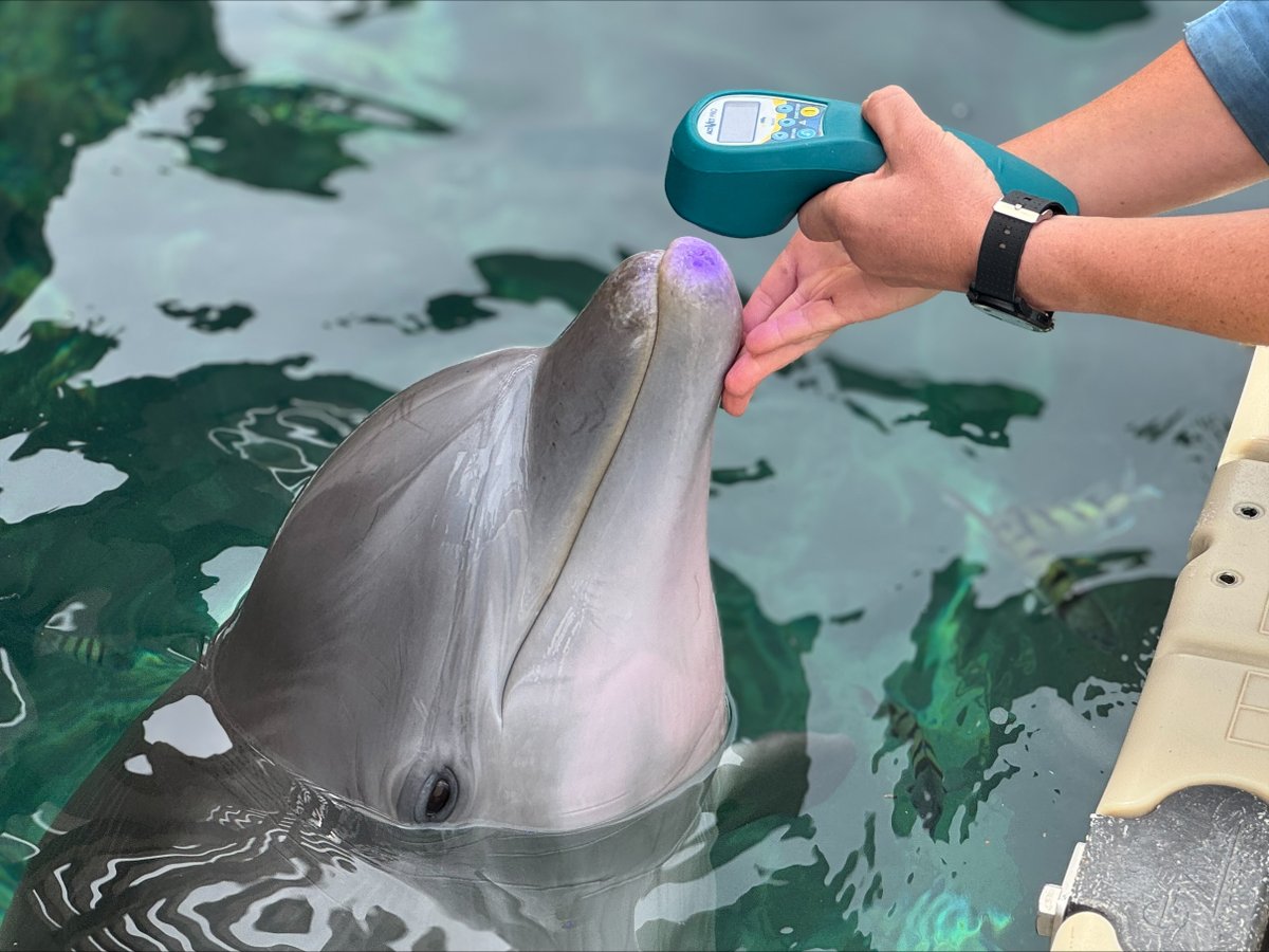 Multi Radiance Laser Therapy tweet media