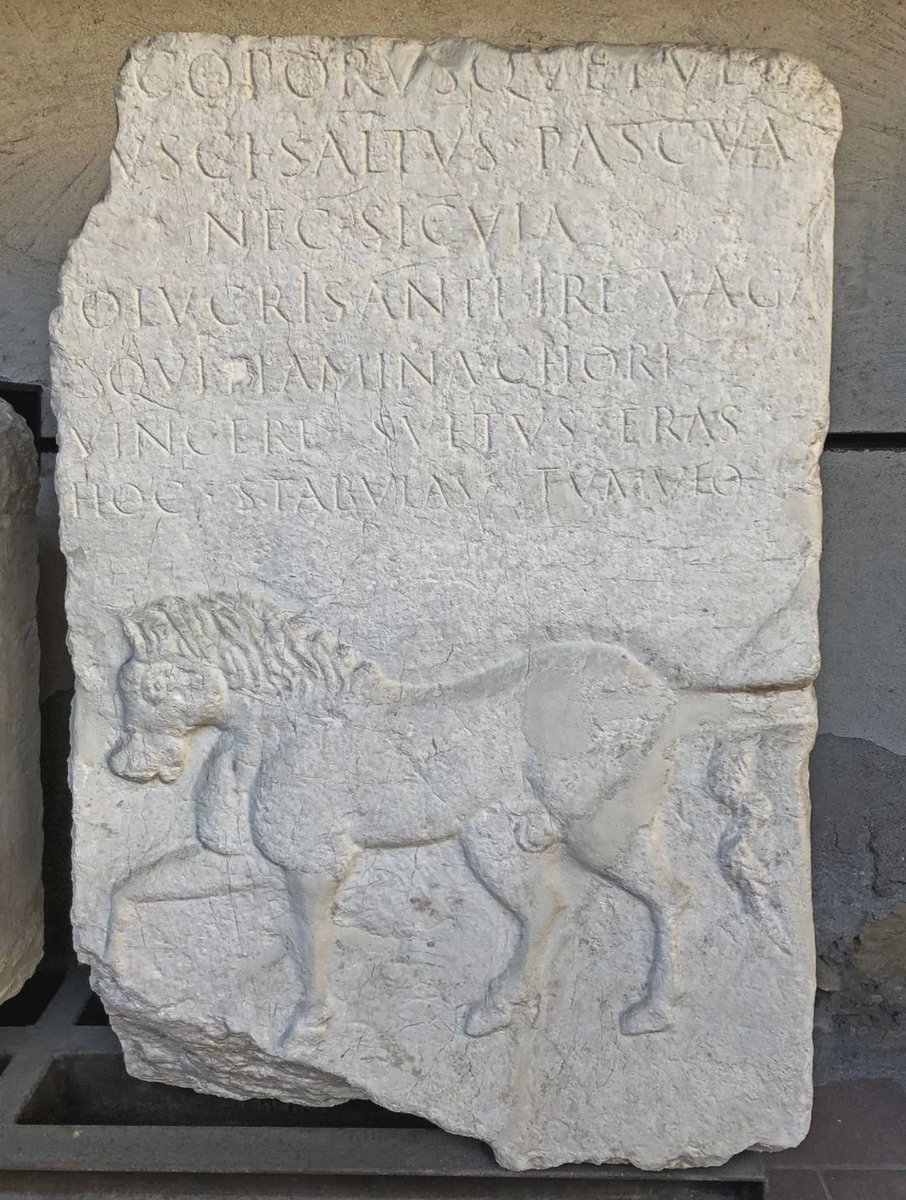 🏛 𝐒𝐭𝐞𝐯𝐞𝐧 🏛 tweet media