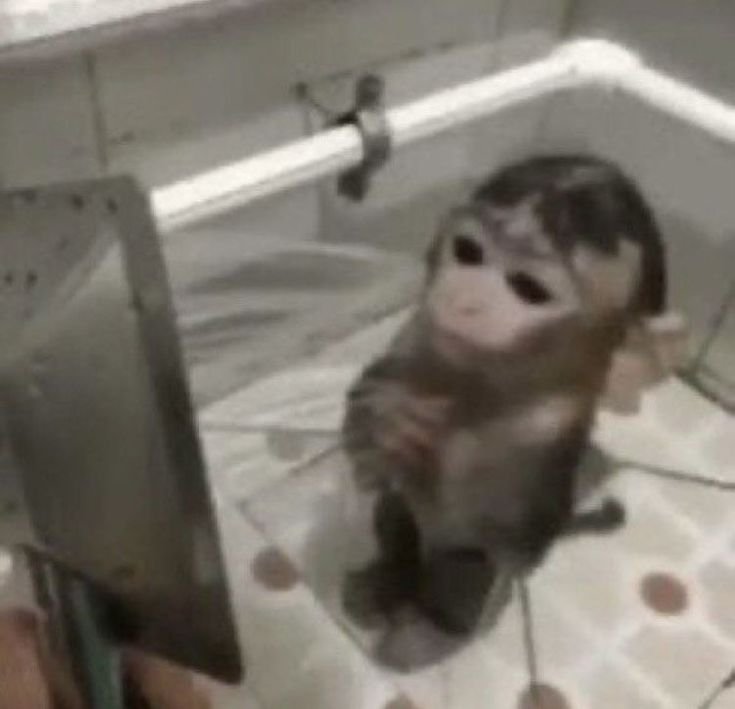 marandina ✨️ tweet media