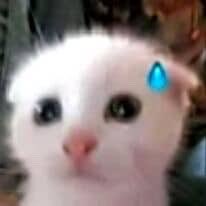 midnight tweet media