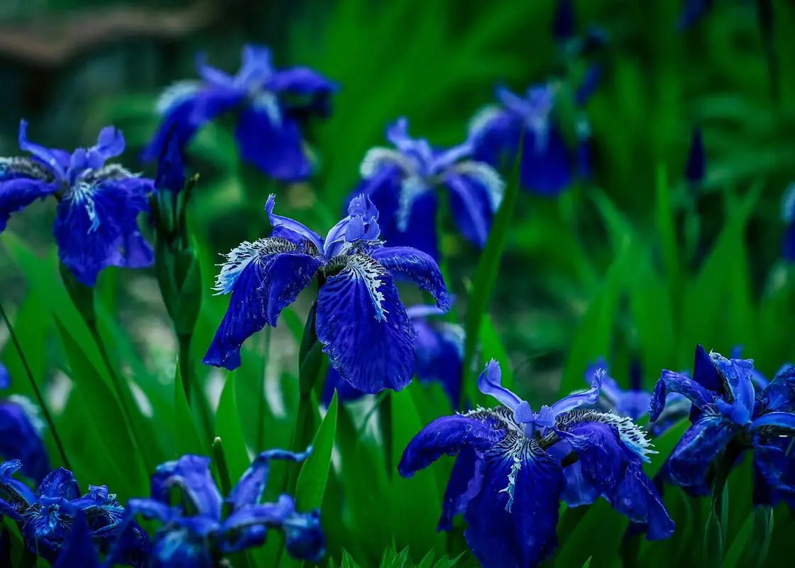 JOSEPH CEULEMANSJ tweet media