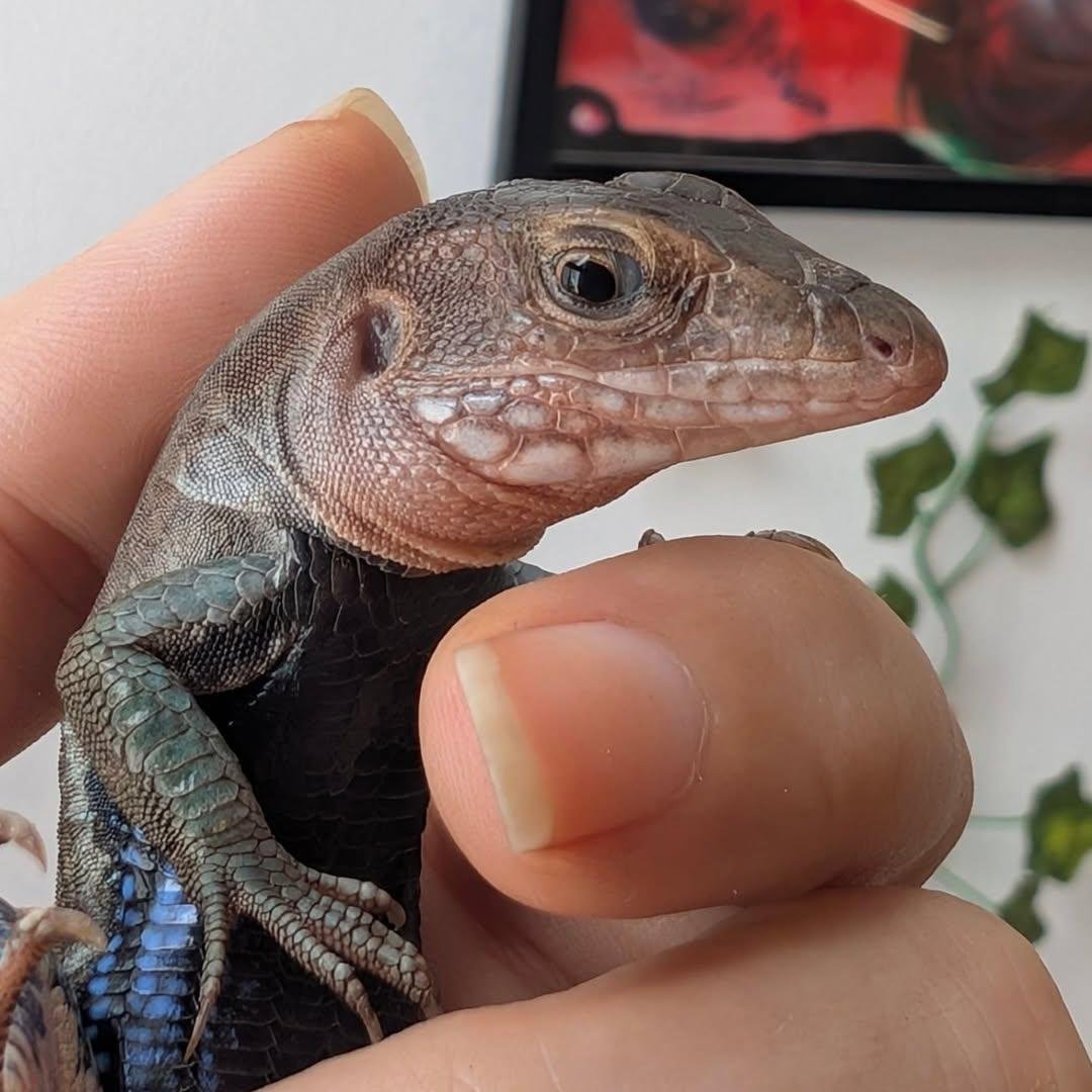 ᑭᖇᑌᖴᖴE et les Mounous au Yucatán ☀️ tweet media