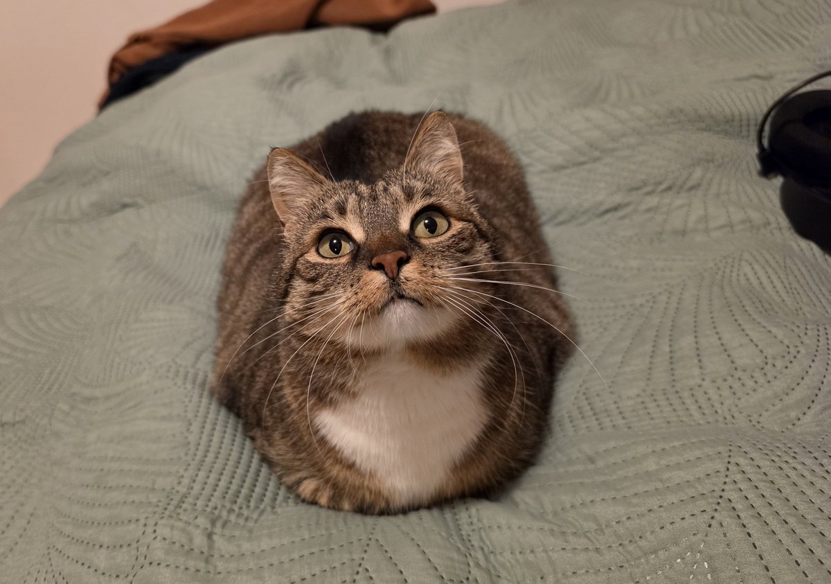 olyapka (Proud Ambassador of Barsik) tweet media