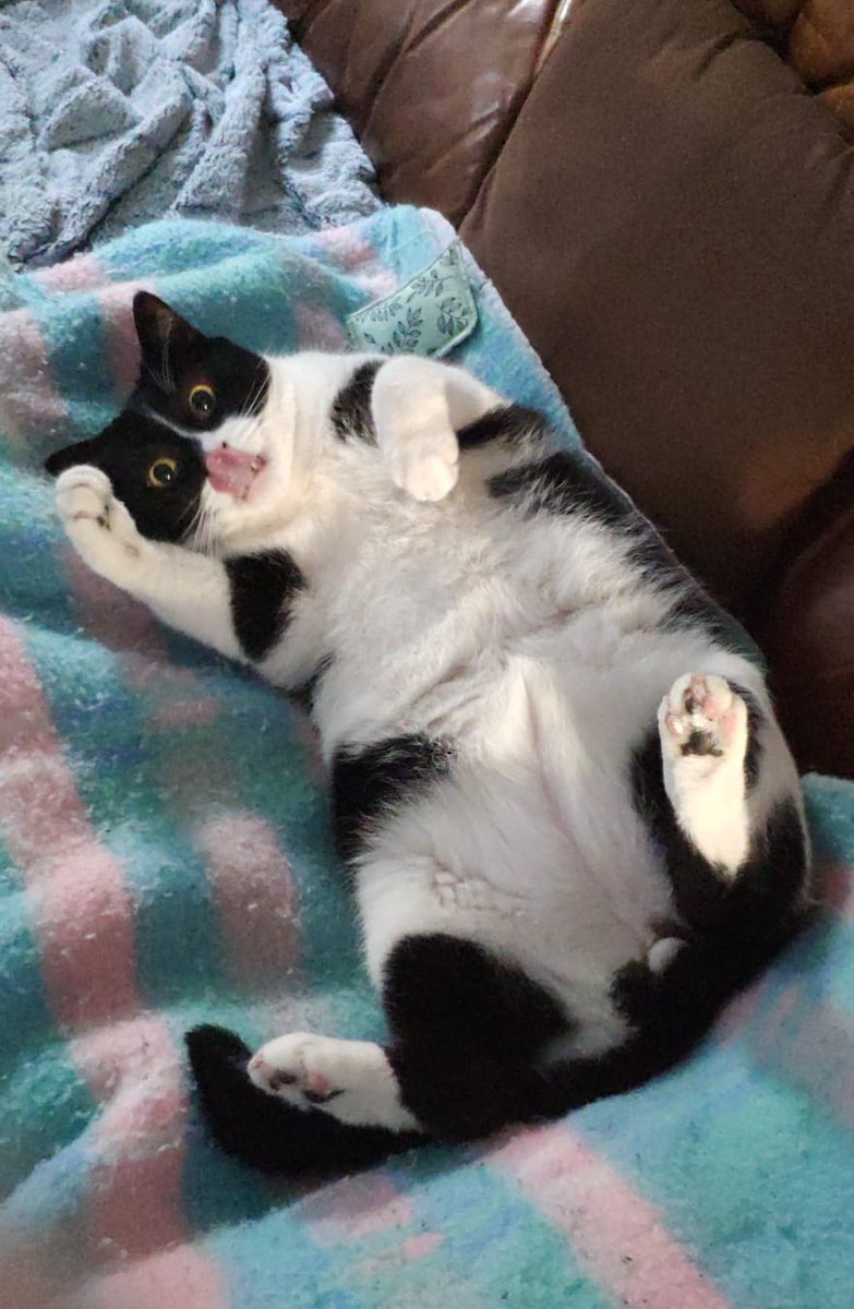 Kevin l’homme aux chats tweet media