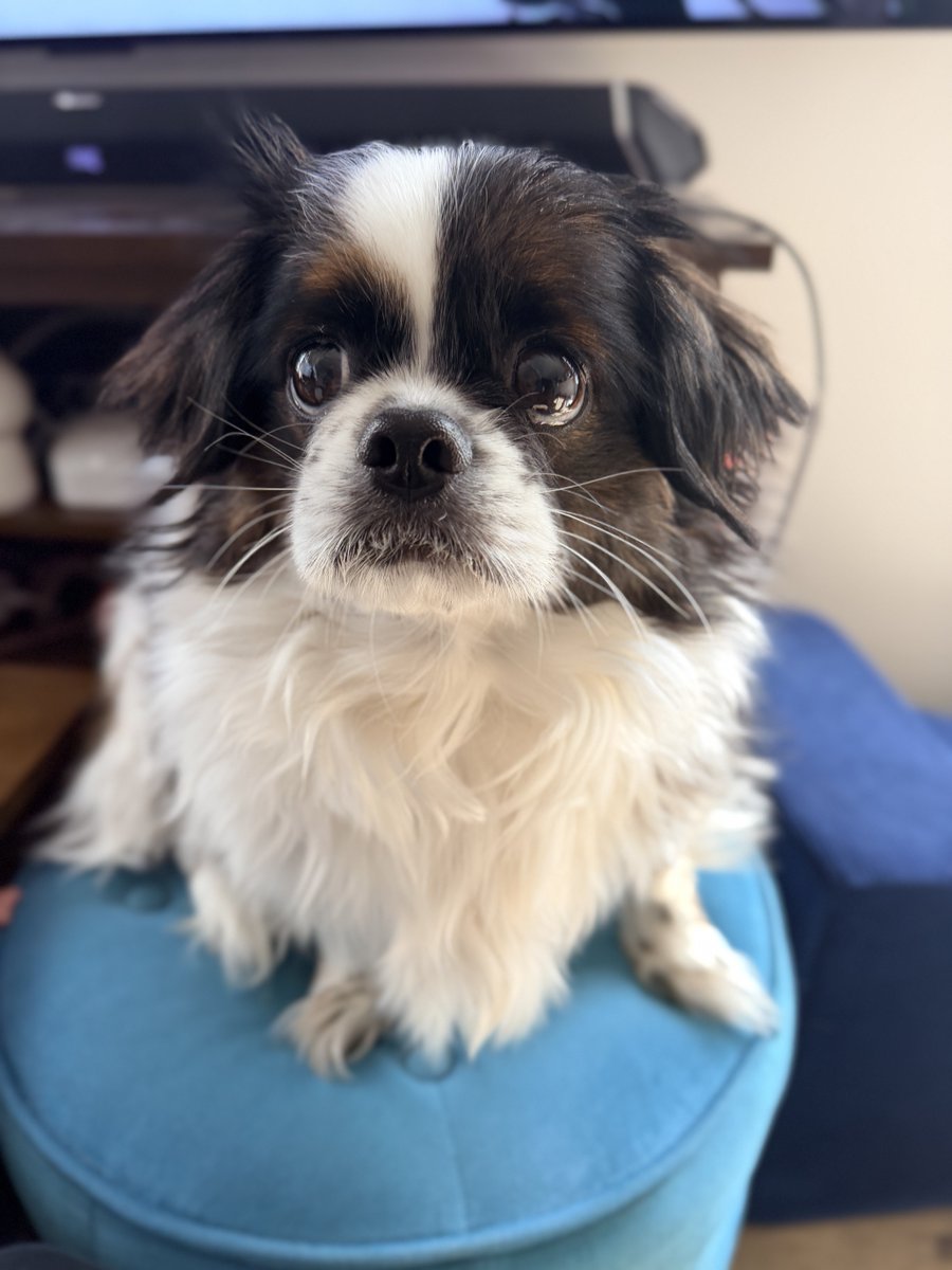 Made of Monsters tweet media