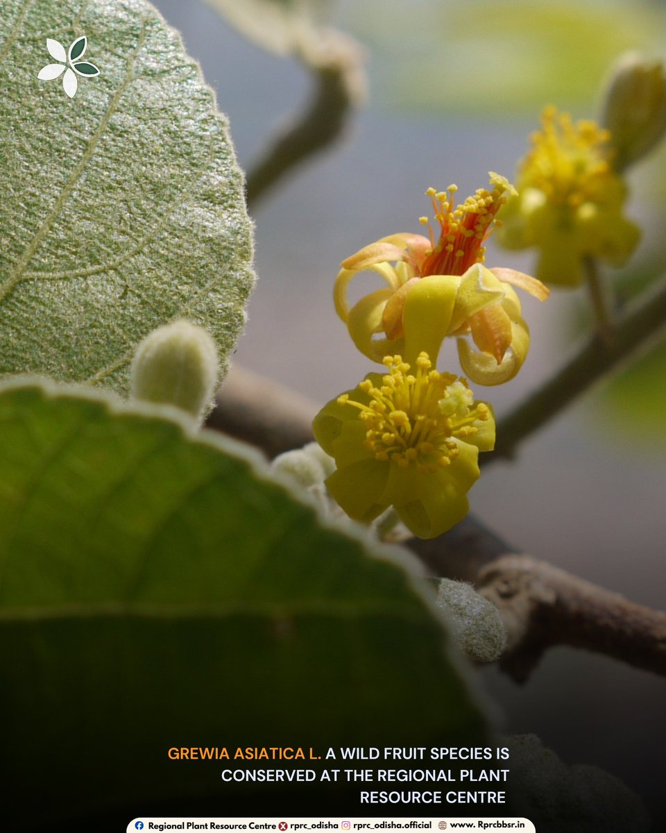 Regional Plant Resource Centre tweet media