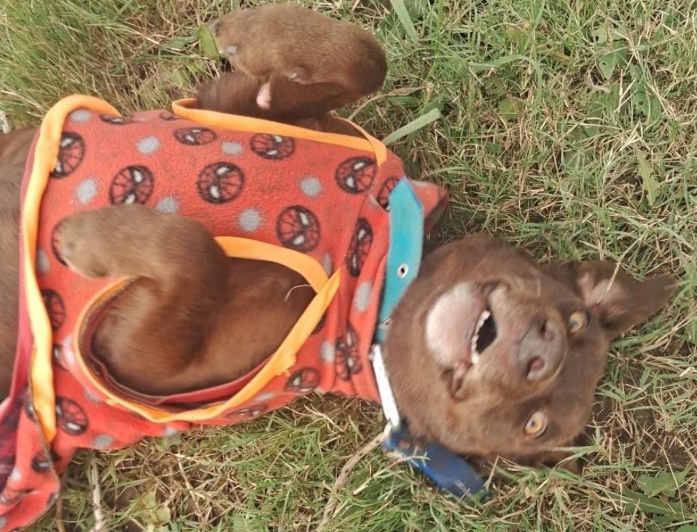 redbicheraoficialuruguay tweet media