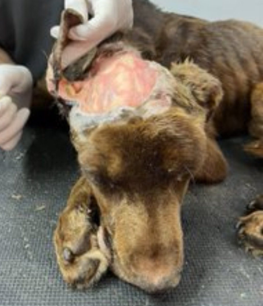 redbicheraoficialuruguay tweet media