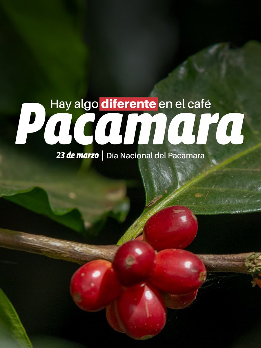 Instituto Salvadoreño del Café tweet media