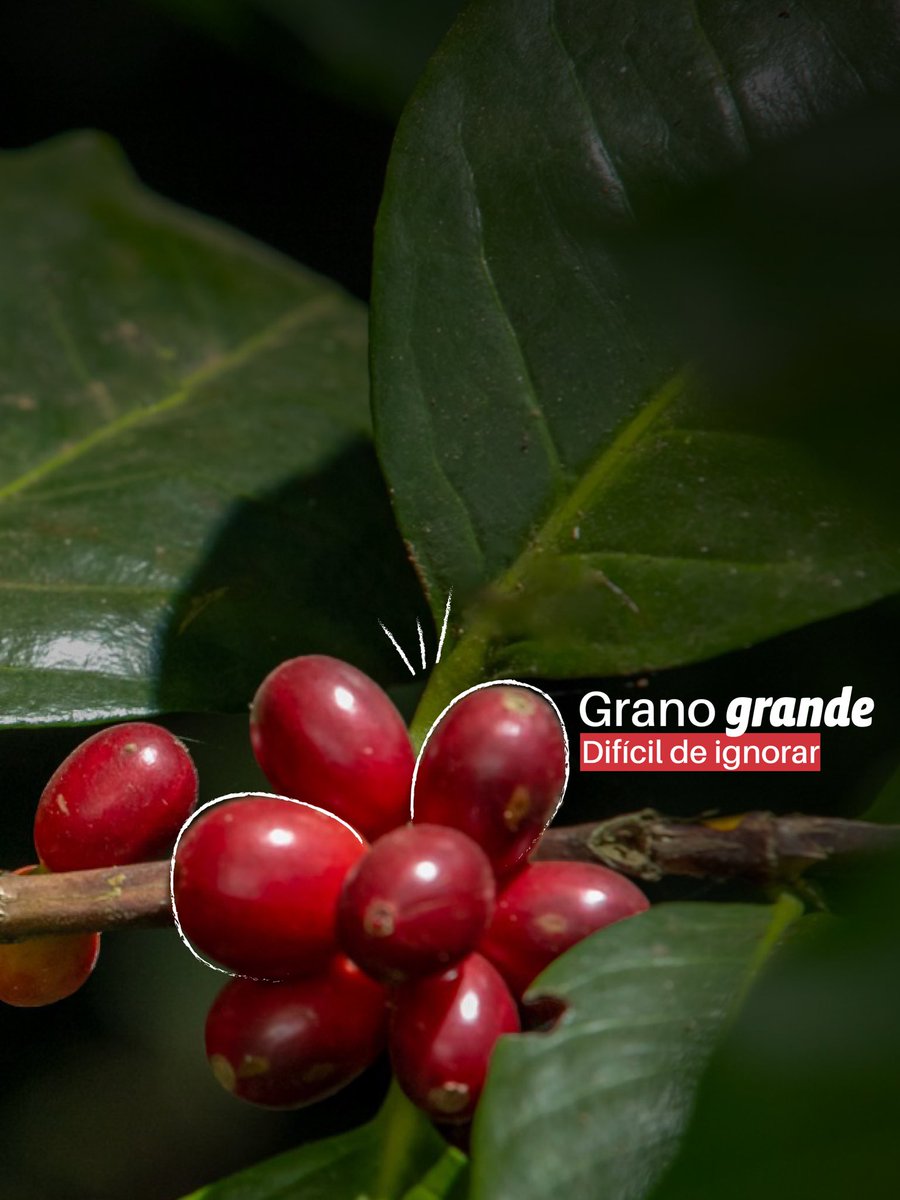 Instituto Salvadoreño del Café tweet media