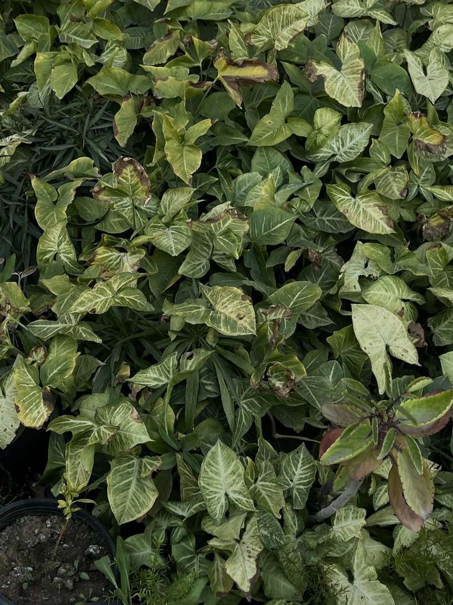 ماريا tweet media