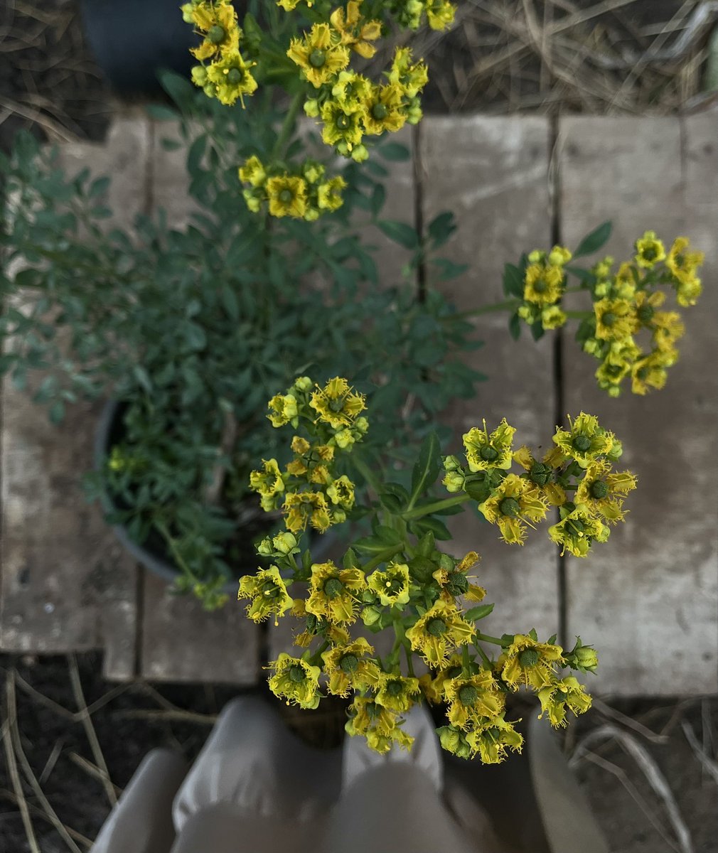 ماريا tweet media