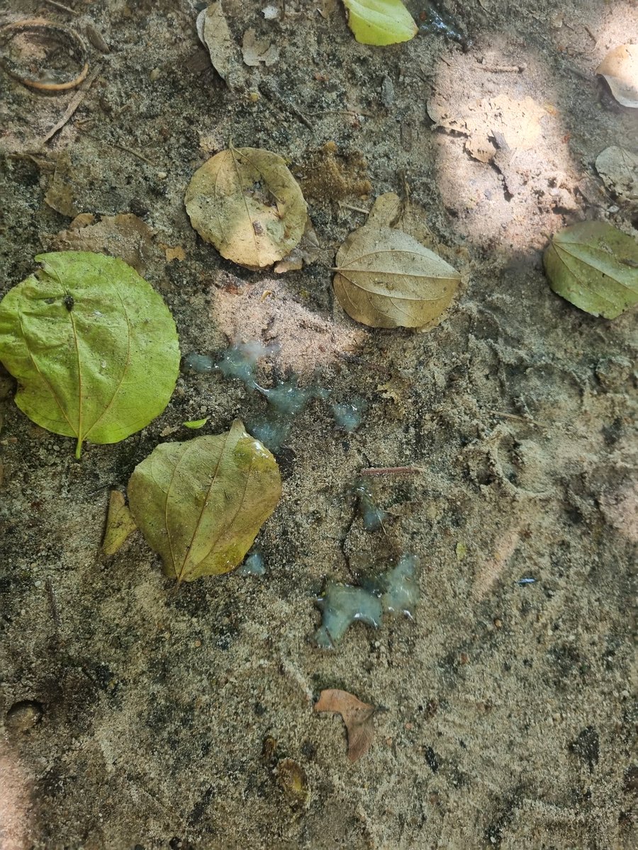 Motoboy CE tweet media