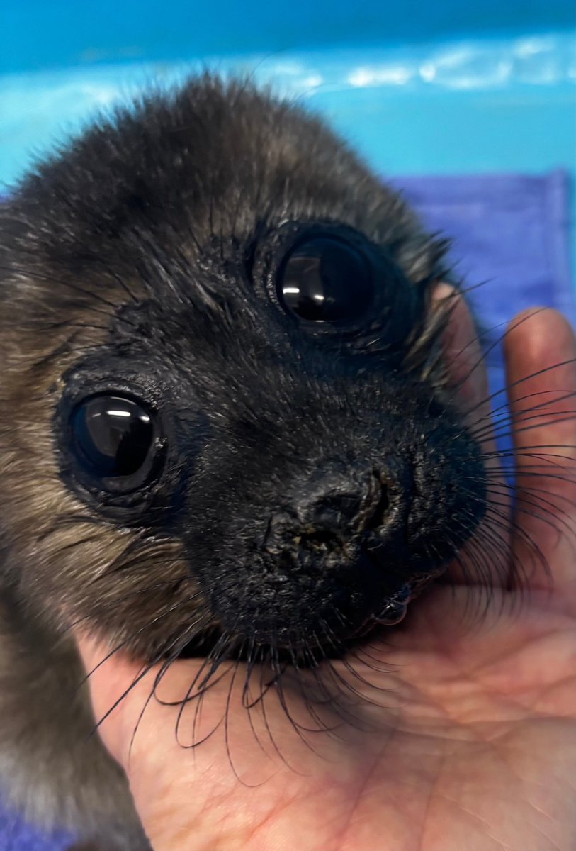 Shadowkiller3405 tweet media