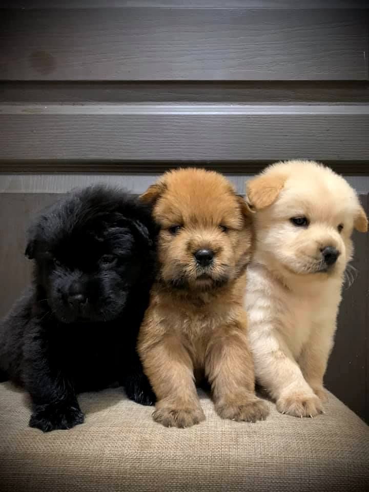 Tweet of Animals tweet media