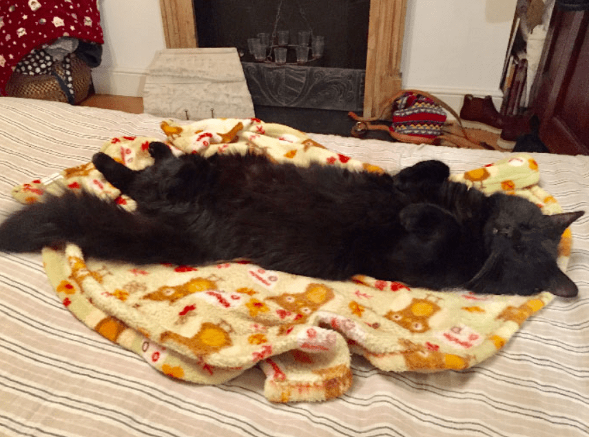 Leslie de Guzman tweet media