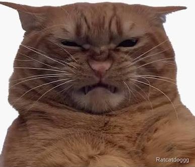 Gabriela Gagão tweet media