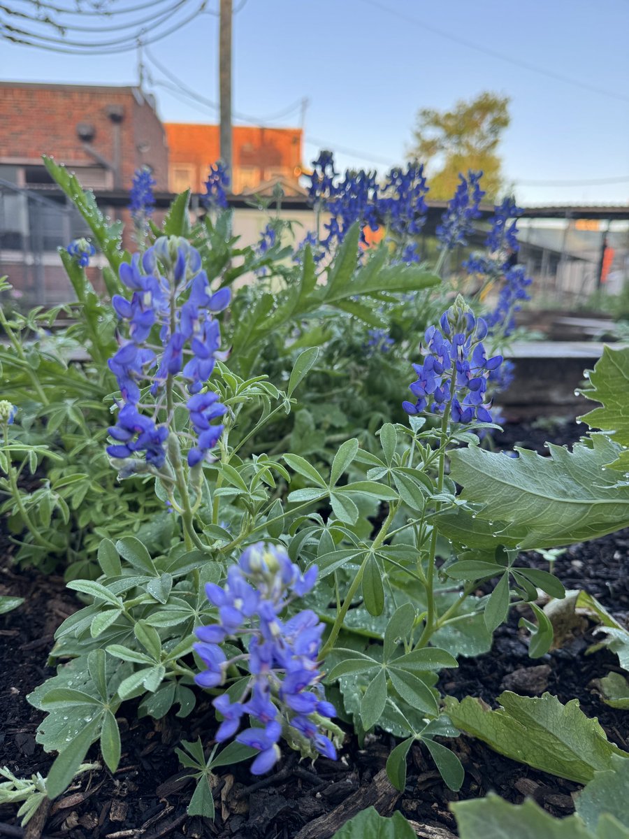 Maria Paoli-Vega tweet media