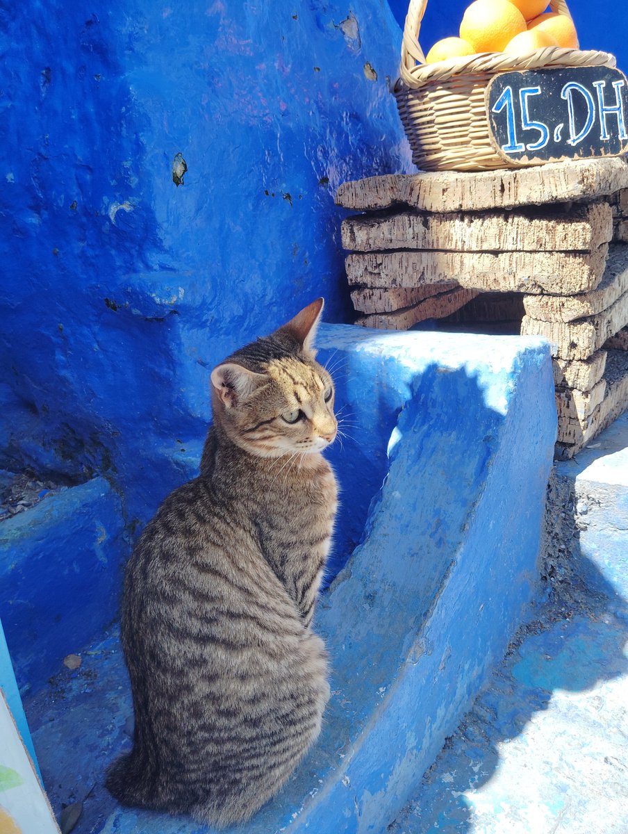 🚲🍆@🇲🇦 tweet media