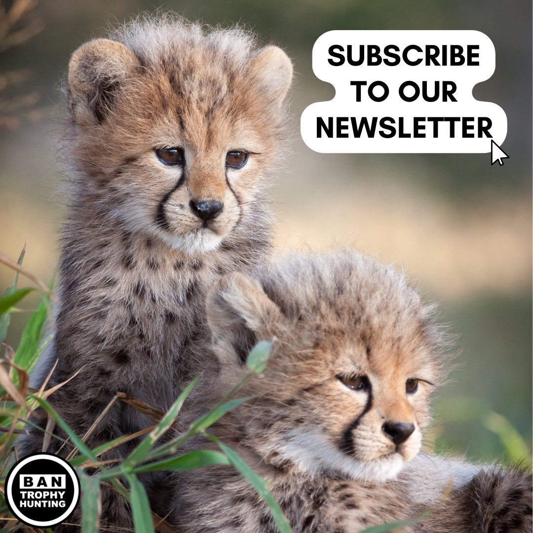 Campaign to Ban Trophy Hunting tweet media