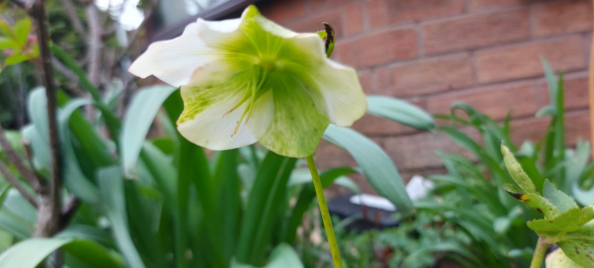 misskristinruth's tweet photo. I'm interrupting your doomscrolling with a Hellebore interval.
Enjoy some flowers 🌸
#Hellebore https://t.co/N0iJd4Iv2D