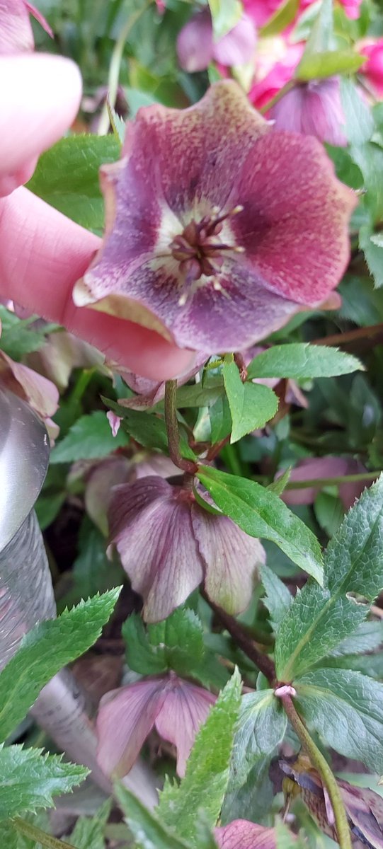 misskristinruth's tweet photo. I'm interrupting your doomscrolling with a Hellebore interval.
Enjoy some flowers 🌸
#Hellebore https://t.co/N0iJd4Iv2D