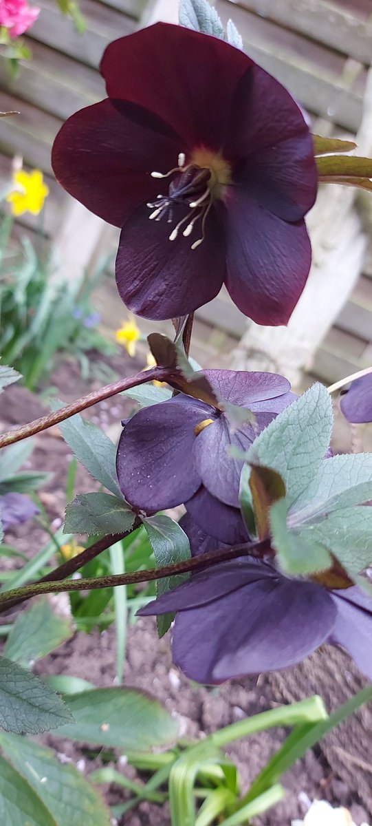misskristinruth's tweet photo. #Hellebore https://t.co/pSwnJY0hca