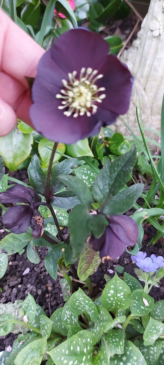misskristinruth's tweet photo. #Hellebore https://t.co/pSwnJY0hca