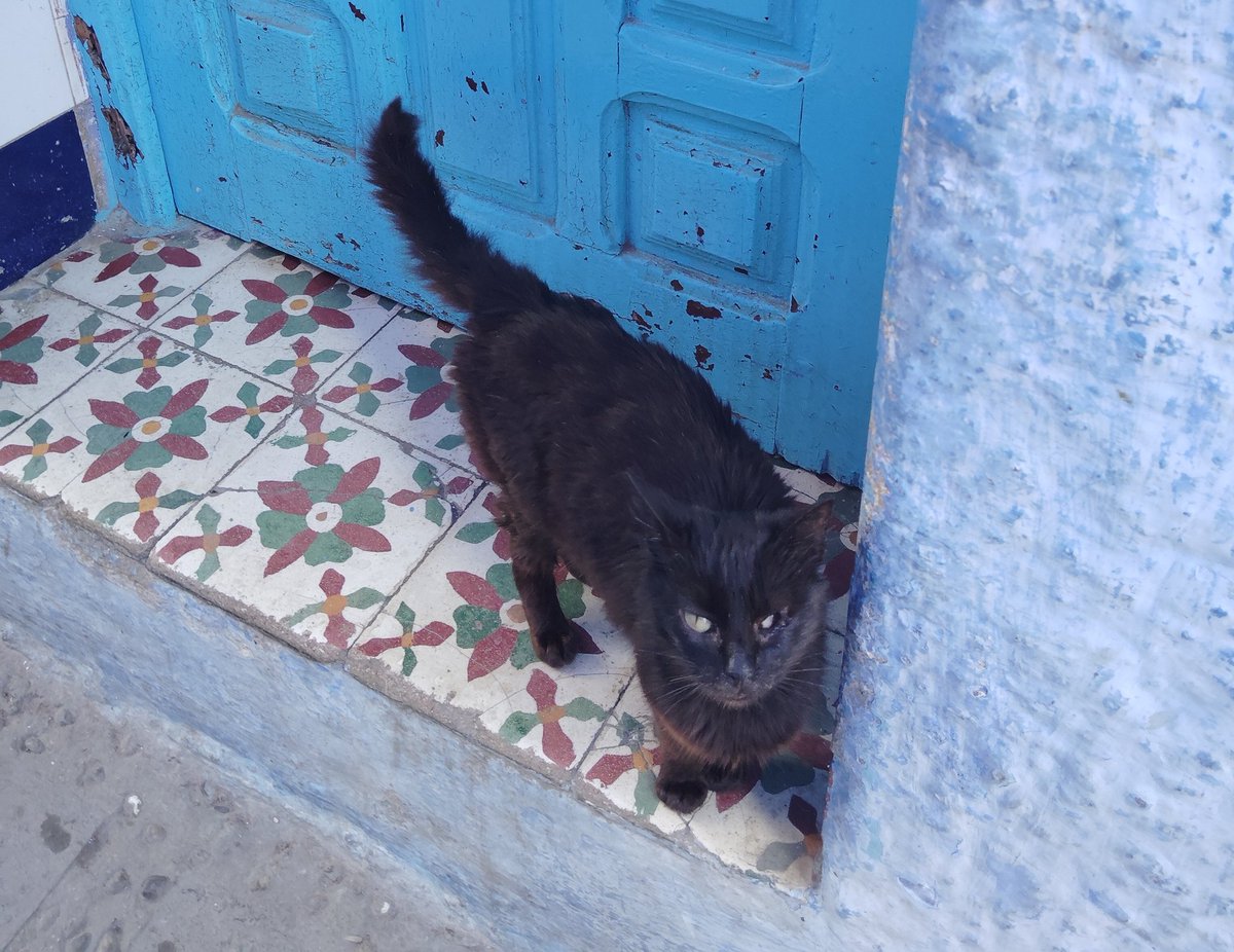 🚲🍆@🇲🇦 tweet media