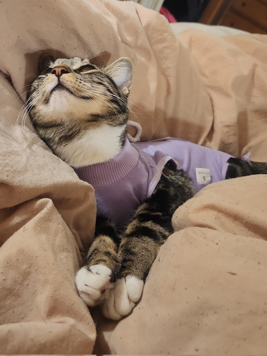 ˗ˏˋ cassie ˎˊ˗ tweet media