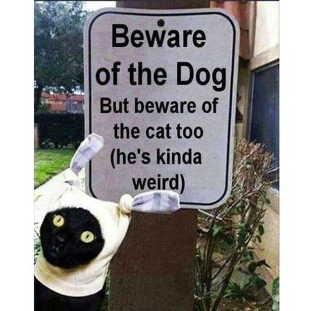 Punch Cat tweet media