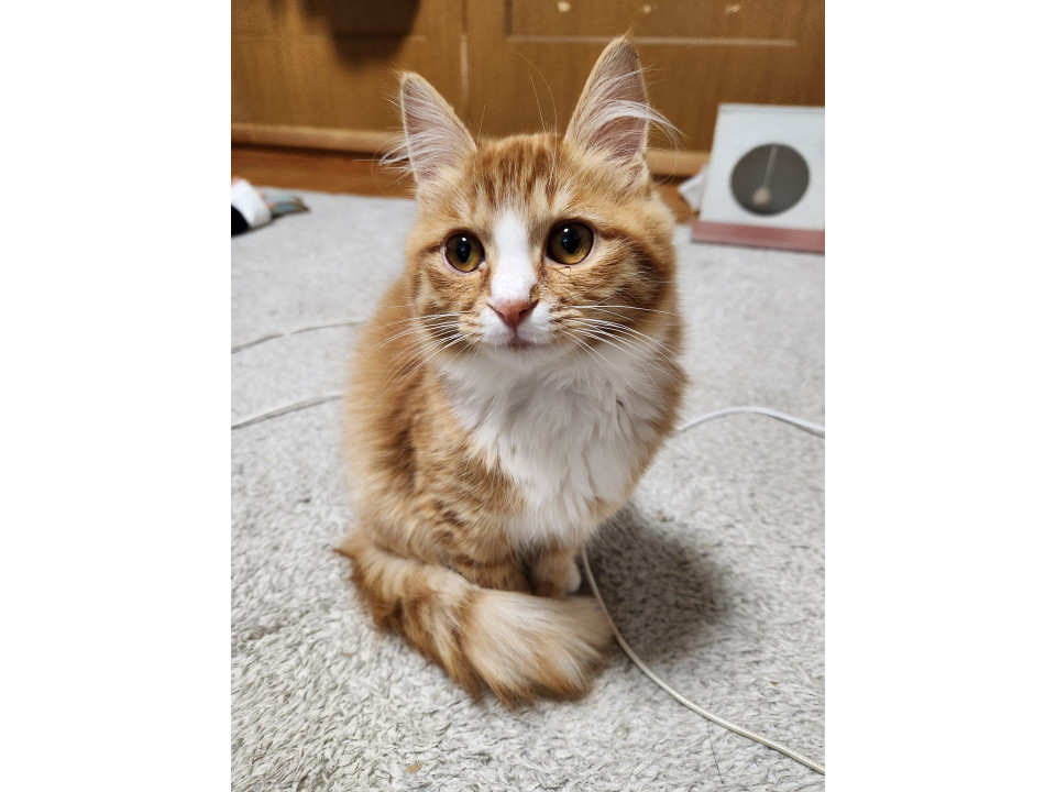 【ネコジルシ】迷い猫情報 tweet media