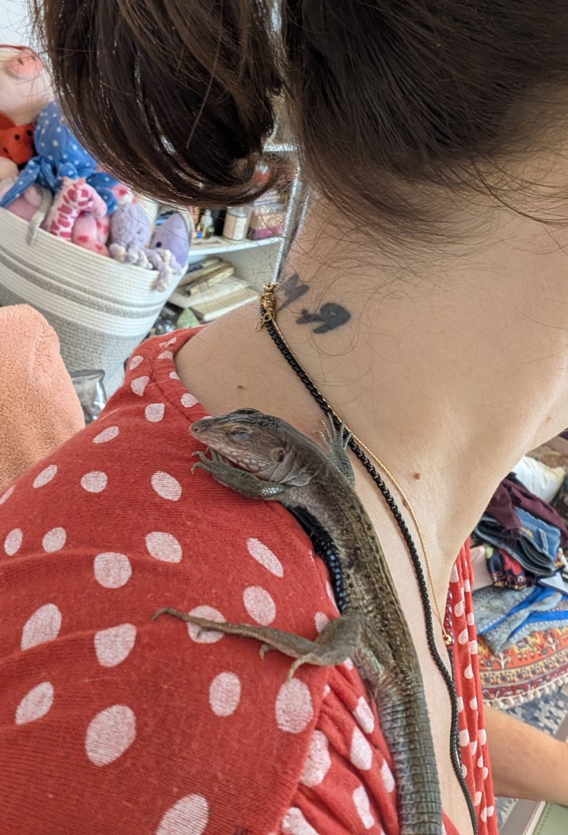 ᑭᖇᑌᖴᖴE et les Mounous au Yucatán ☀️ tweet media