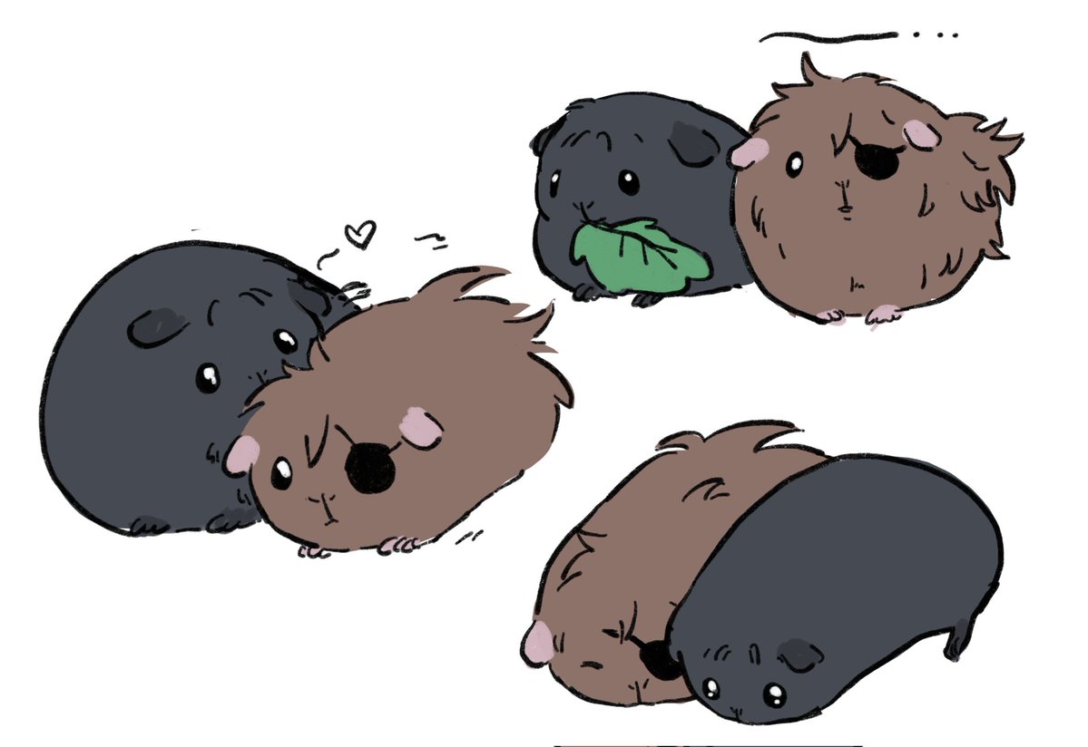 cavyette tweet media