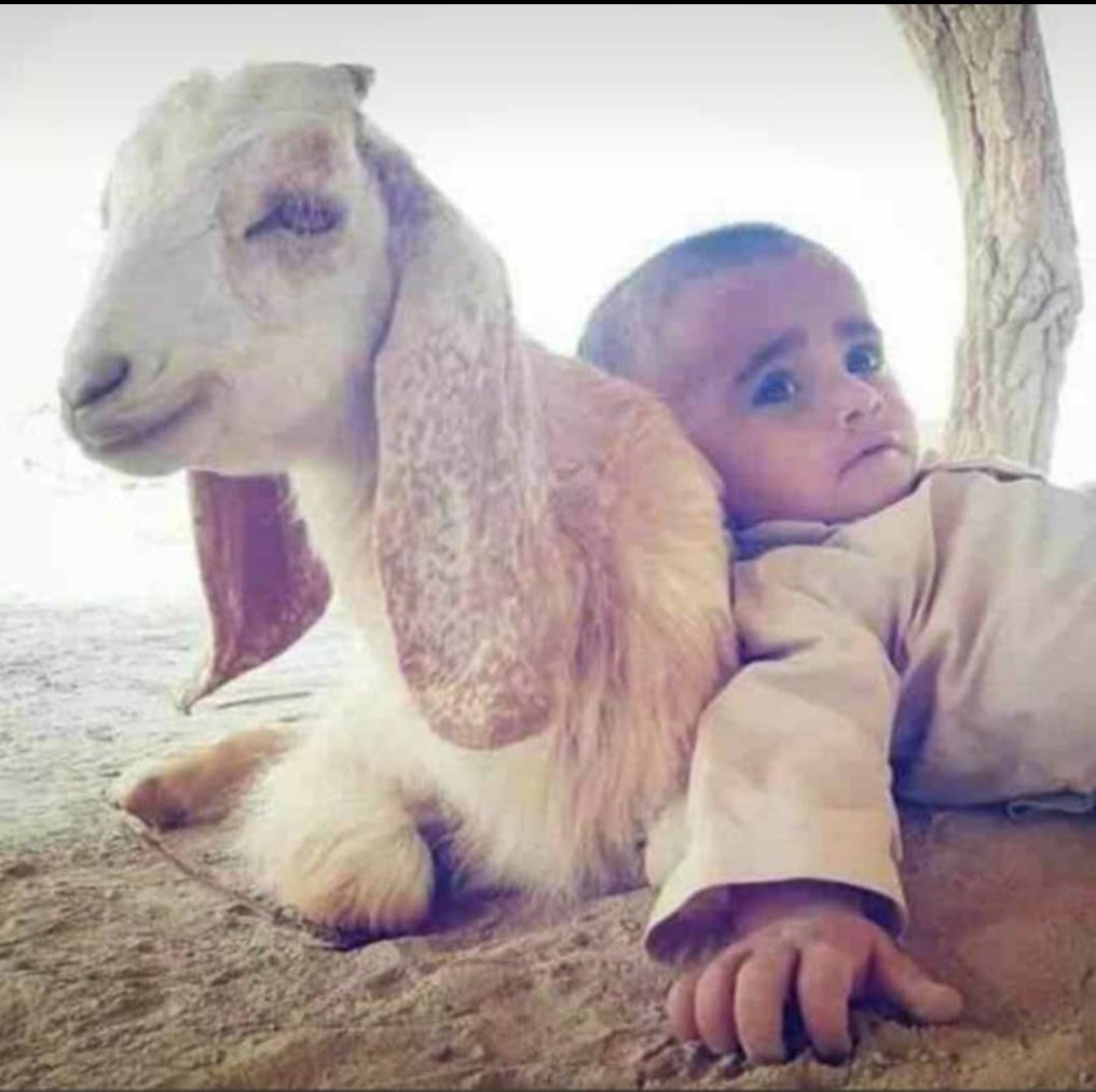 قريمط tweet media