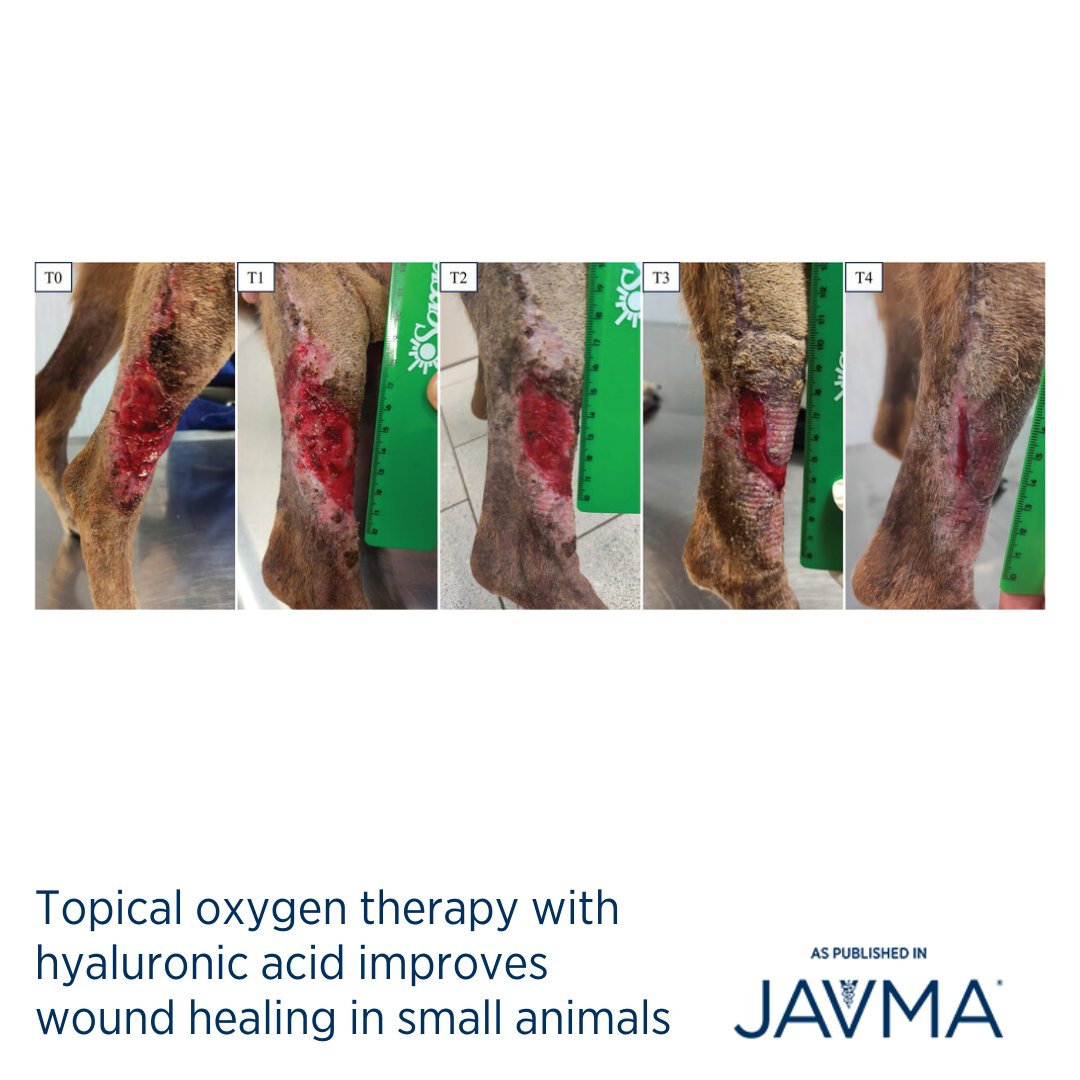 AVMAJAVMA's tweet image. The combination of topical #oxygen therapy and hyaluronic acid proved to be a safe, easy-to-administer, well-tolerated, and effective adjuvant strategy for the management of open #wounds in dogs and cats, particularly in challenging clinical scenarios: jav.ma/tot