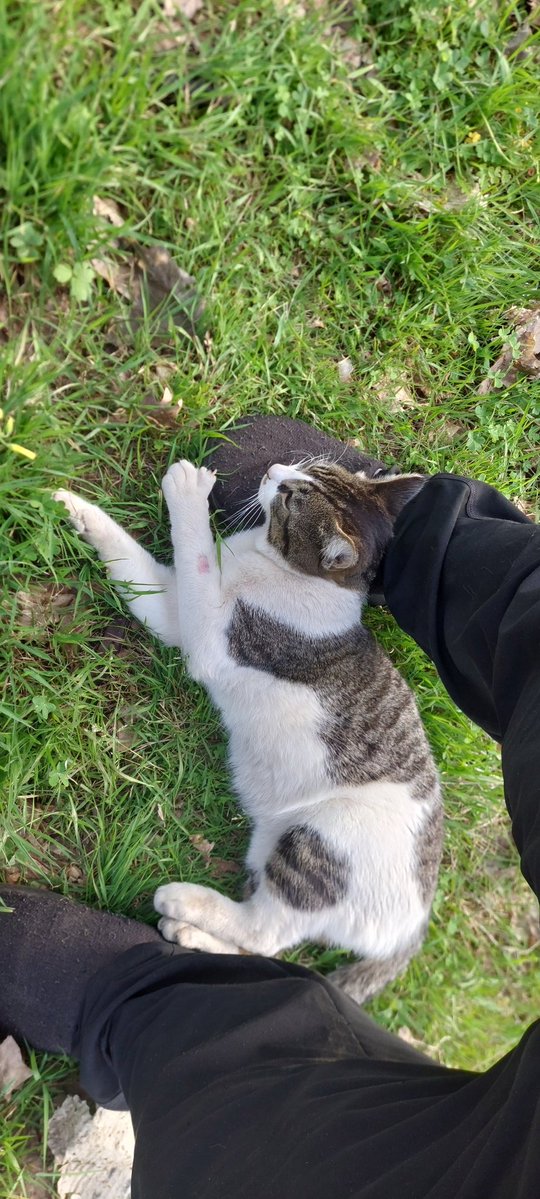 Fernando Camino tweet media