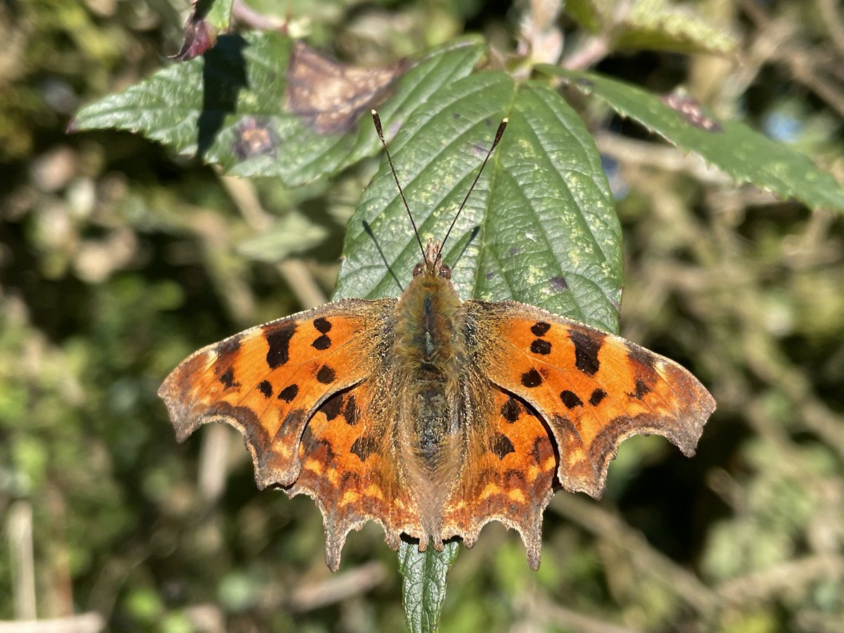 Jane E Hall tweet media