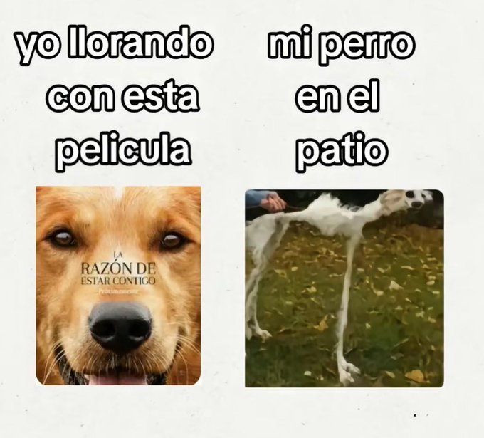 chincheto pirata somali tweet media