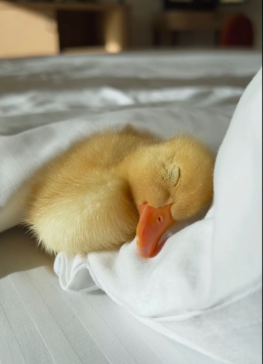 Quacks Lady tweet media