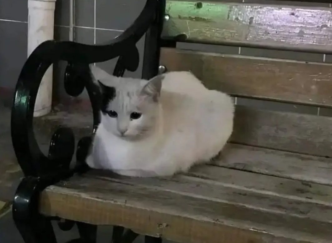 Dusk Lens tweet media