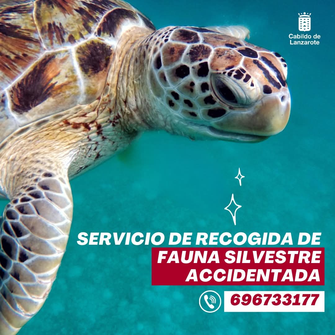 Cabildo de Lanzarote tweet media