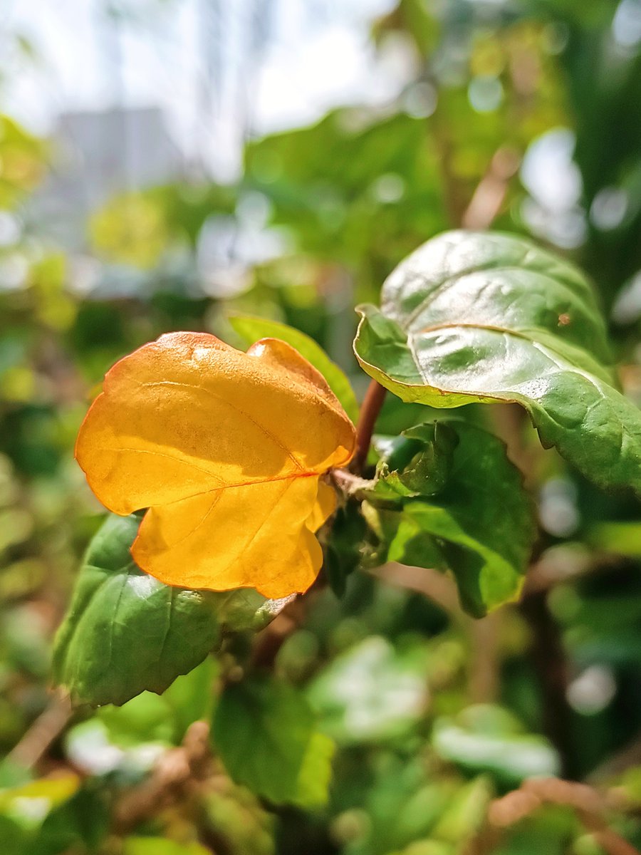 Ibrahima Sylla tweet media