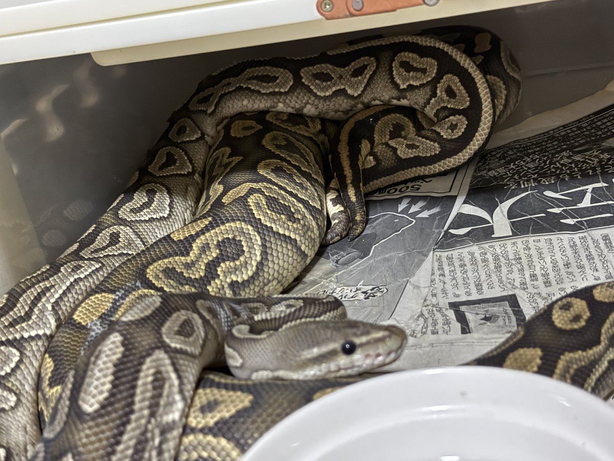 なまこ tweet media