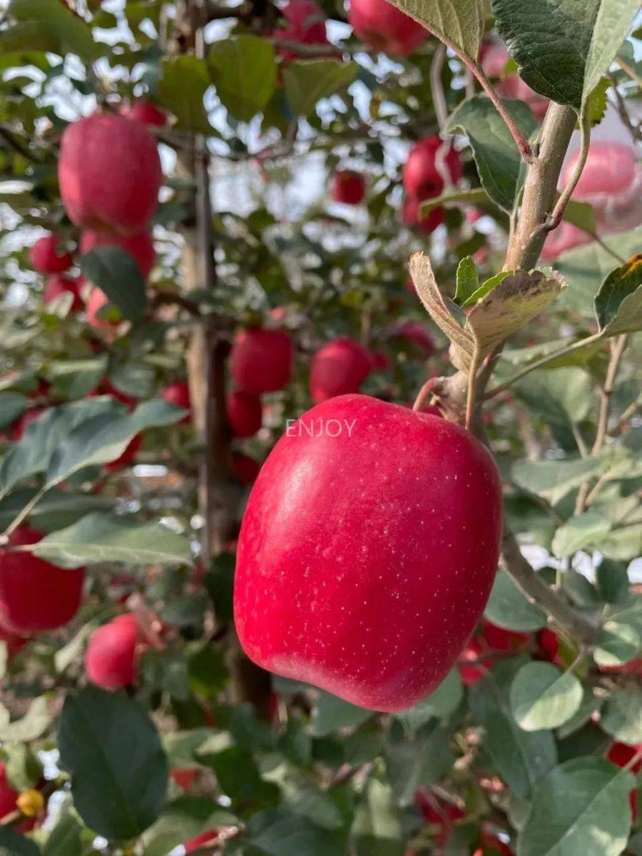 Alex King tweet media