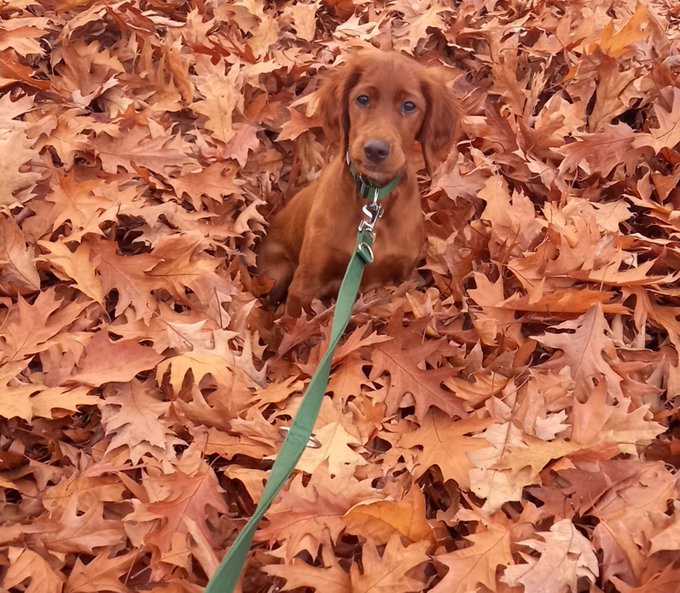 Frechdachs Casey 🐶😏 und 🐕 im ❤ tweet media